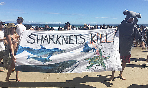 Crazy lady: ‘Sharks love humans’
